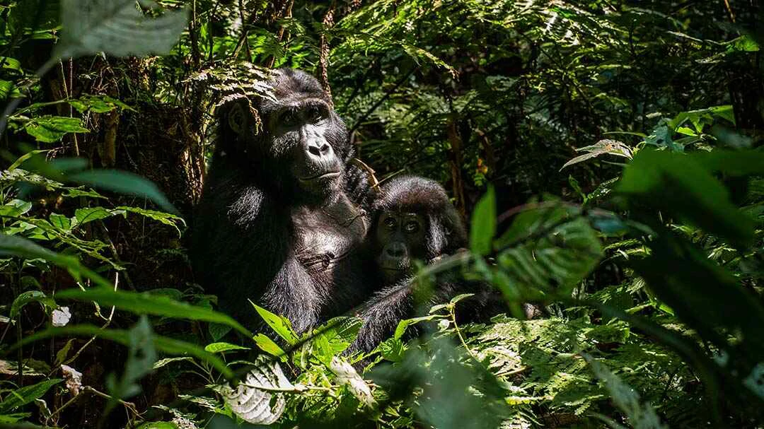 mother gorilla and baby